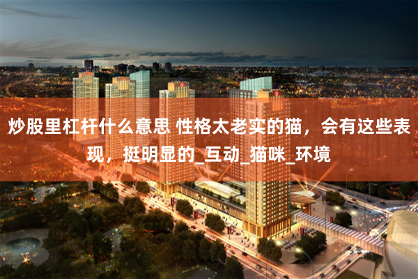 炒股里杠杆什么意思 性格太老实的猫，会有这些表现，挺明显的_互动_猫咪_环境