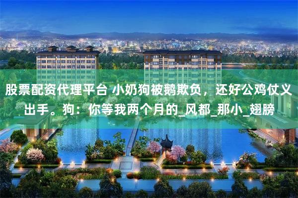股票配资代理平台 小奶狗被鹅欺负，还好公鸡仗义出手。狗：你等我两个月的_风都_那小_翅膀