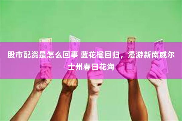 股市配资是怎么回事 蓝花楹回归，漫游新南威尔士州春日花海
